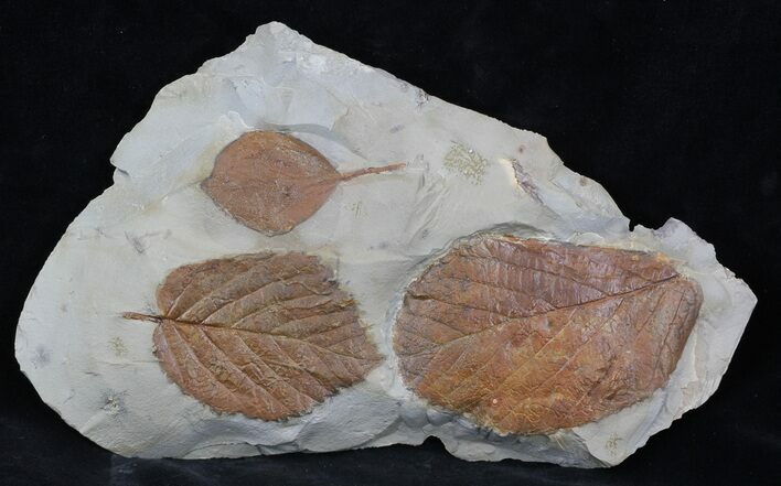 Fossil Leafs (Zizyphoides, Davidia, Beringiaphyllum) #35735